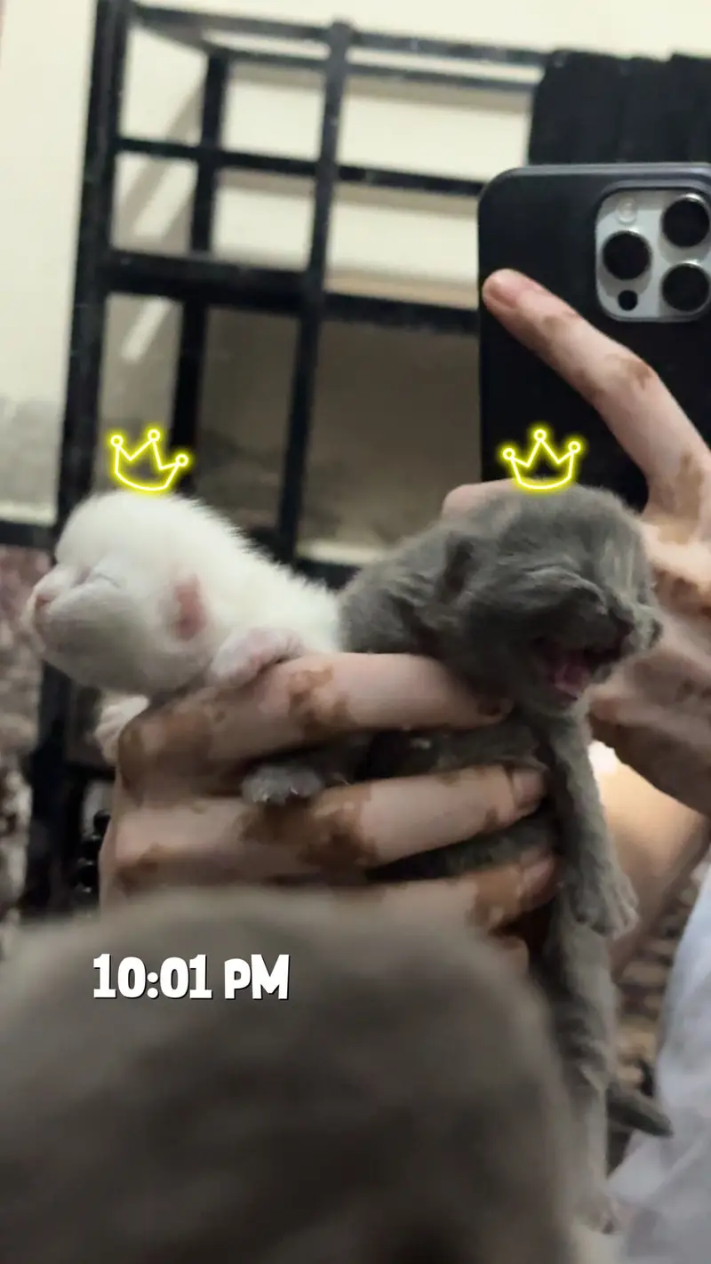 Male kitten looking for new home — photo 5