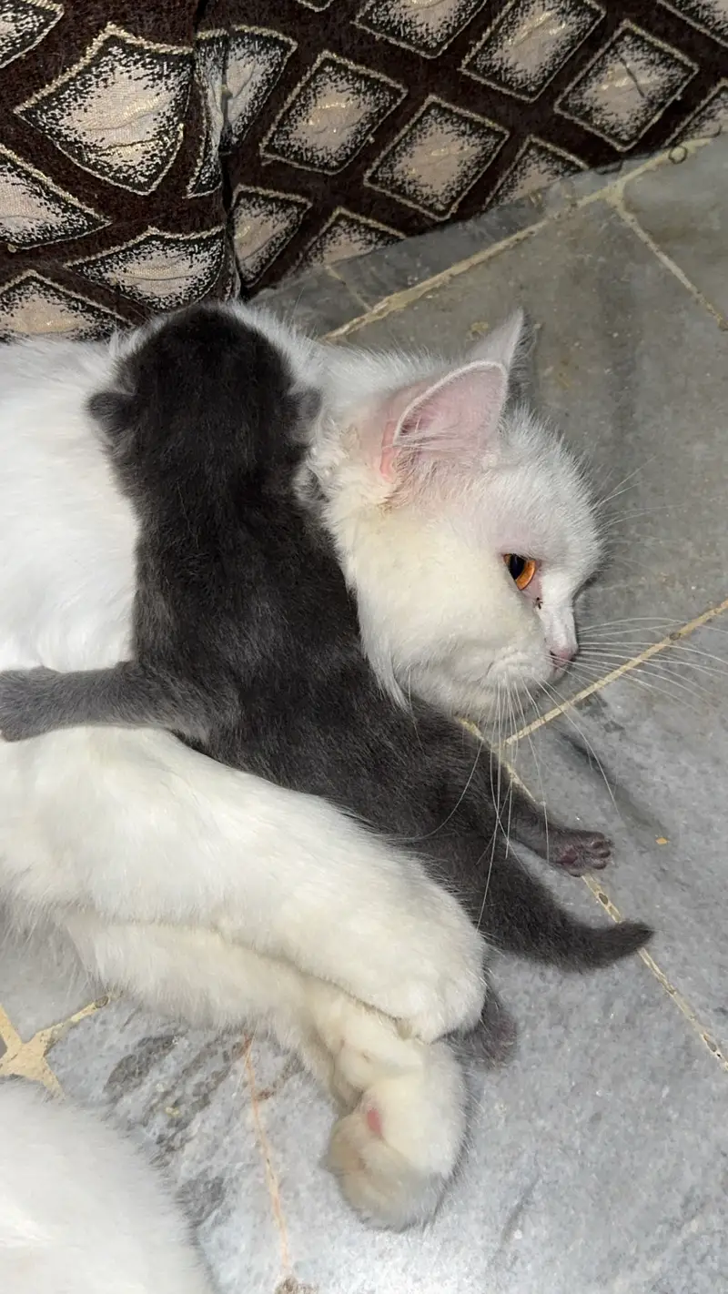 Male kitten looking for new home — photo 6