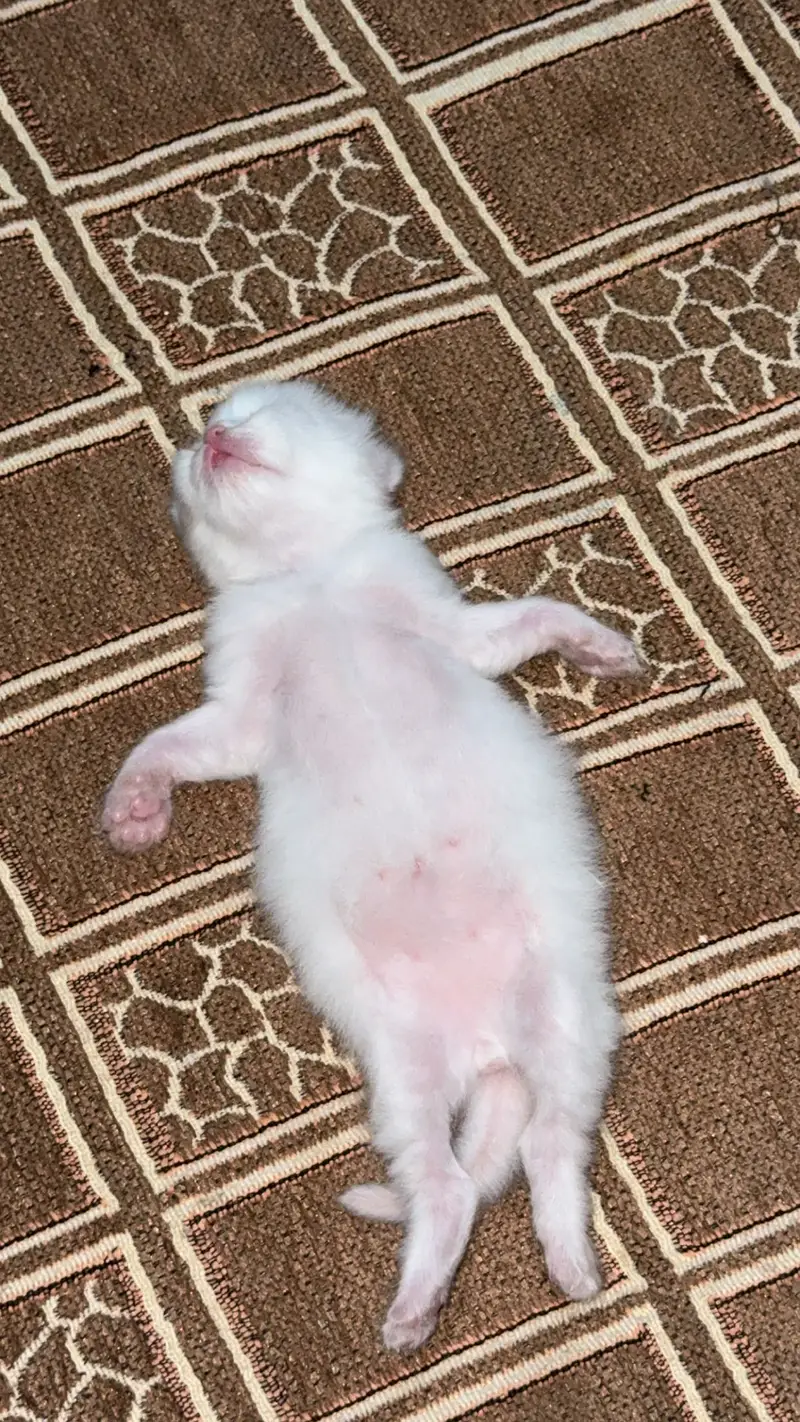Male kitten looking for new home — photo 7