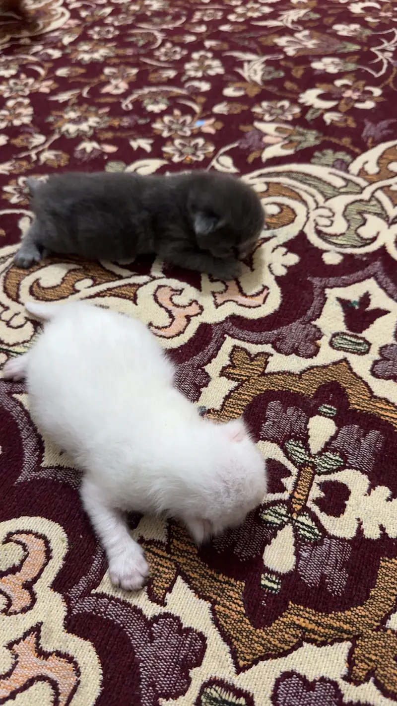 Male kitten looking for new home — photo 8