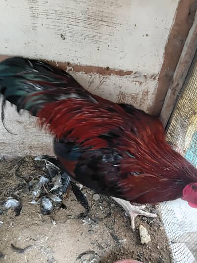Lakha Aseel healthy and active home breed