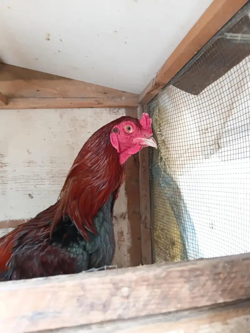 Lakha Aseel healthy and active home breed — photo 2