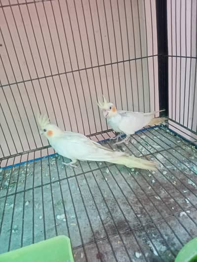 red eyes cream cocktail for sale age 6 months