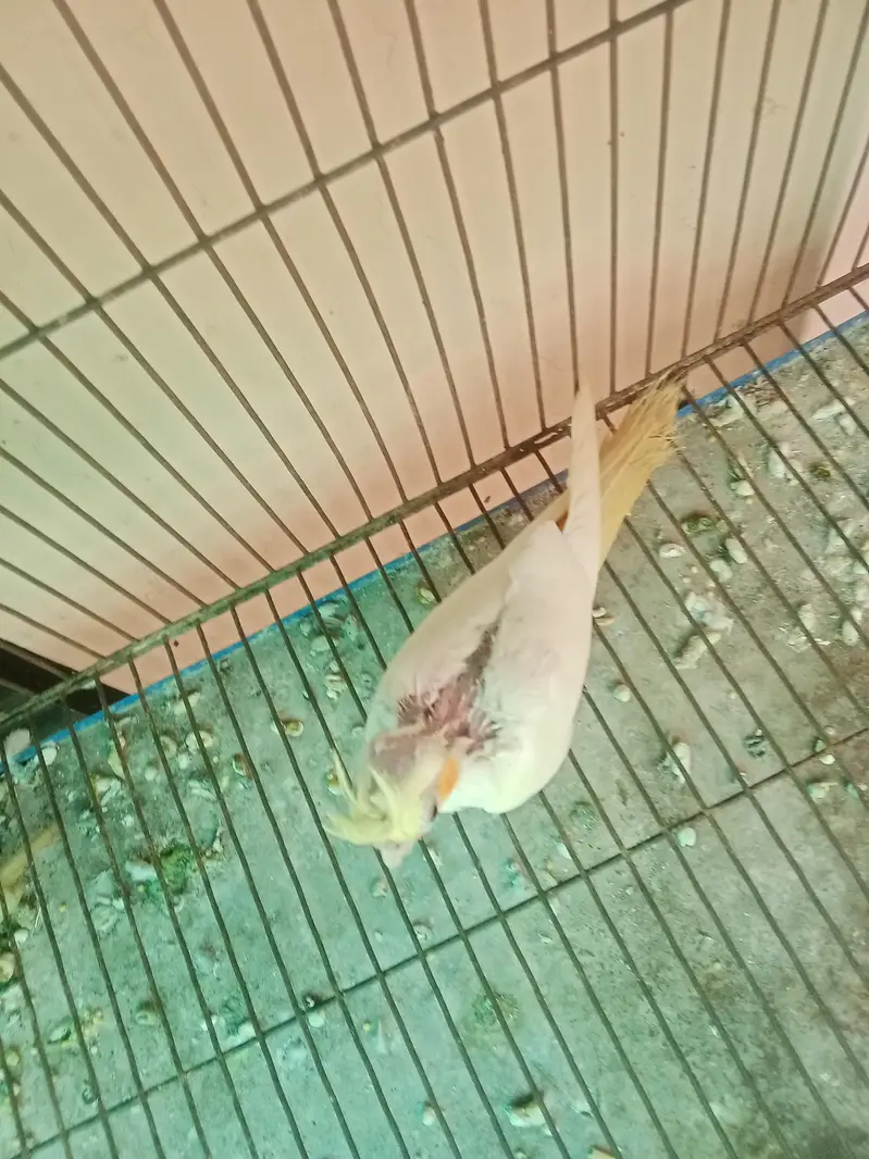 red eyes cream cocktail for sale age 6 months — photo 3