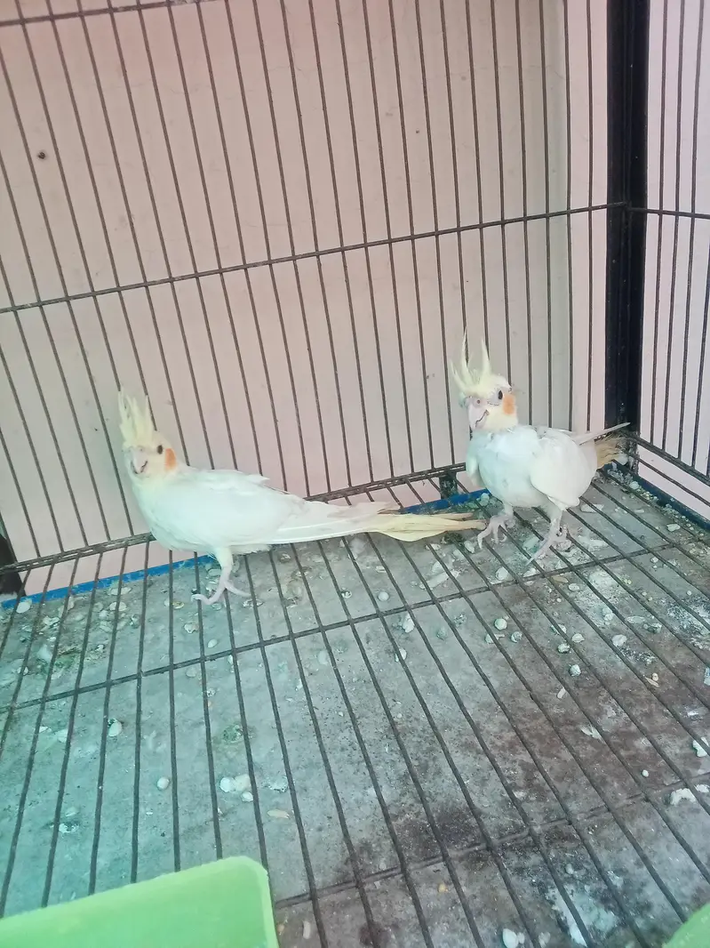 red eyes cream cocktail for sale age 6 months — photo 5