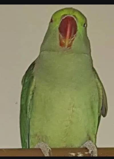 Kashmiri pahri female breeder WhatsApp 0324 8203246