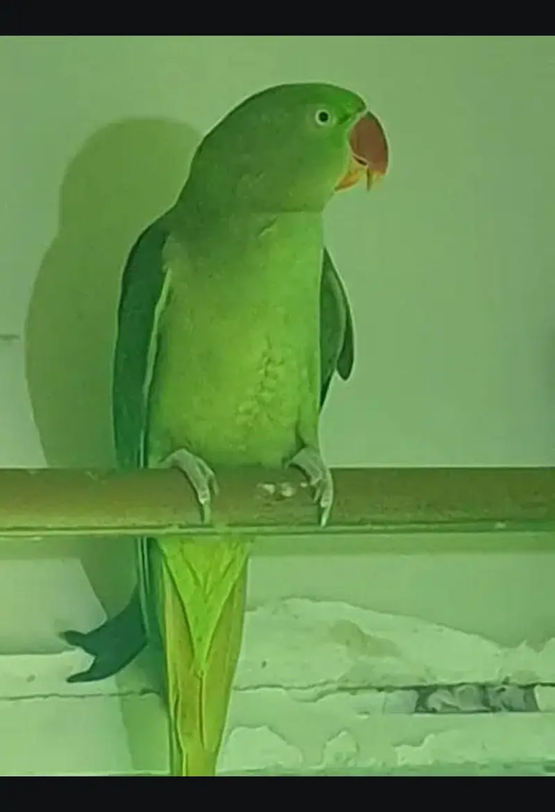 Kashmiri pahri female breeder WhatsApp 0324 8203246 — photo 4