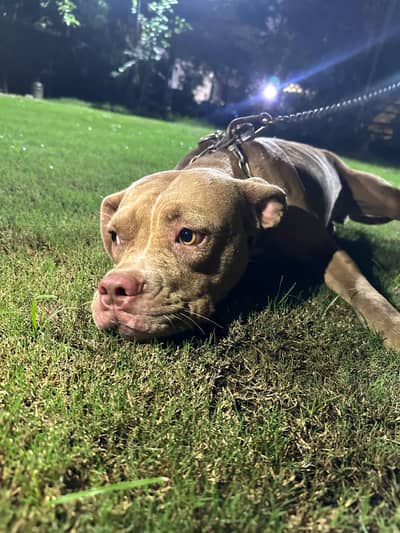 Pitbull
