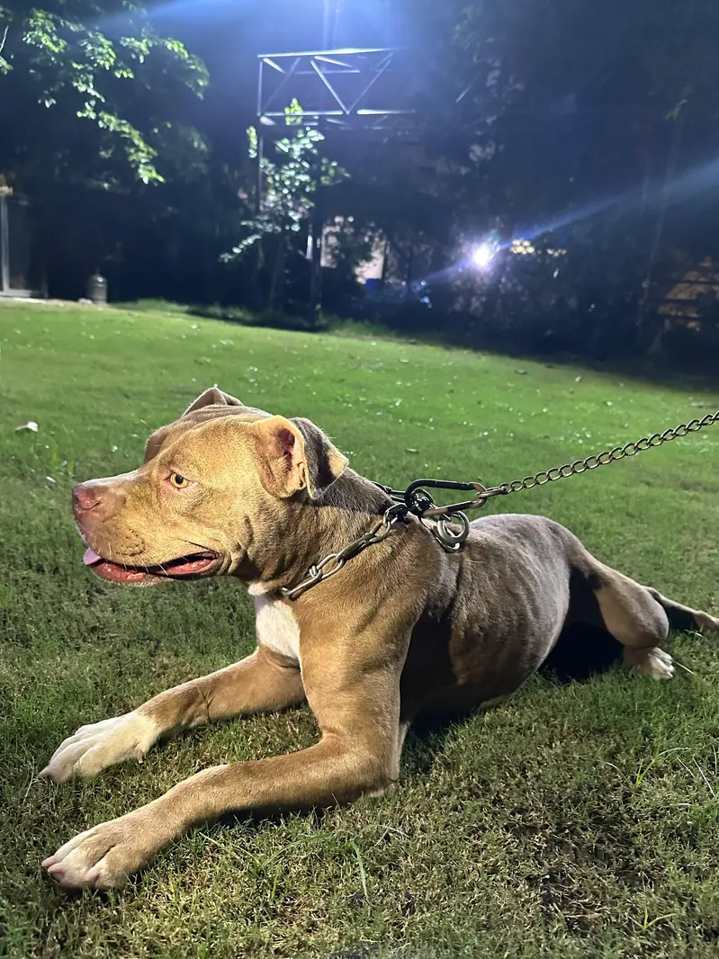 Pitbull — photo 2
