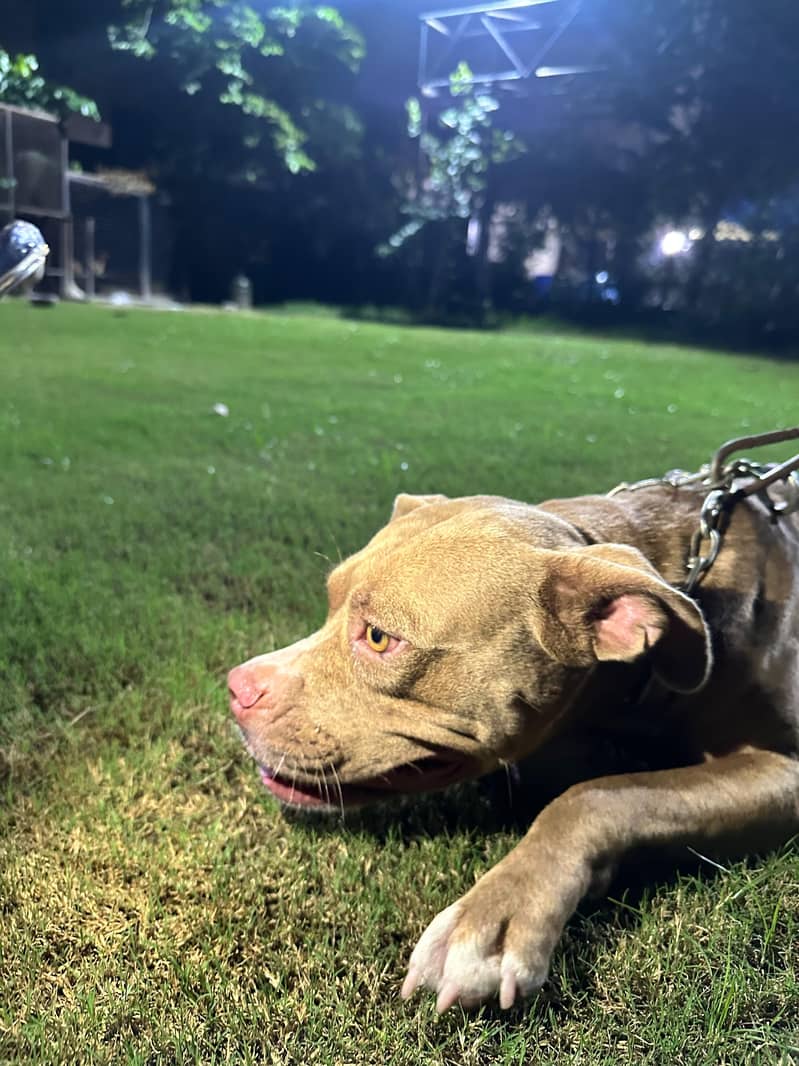 Pitbull 2 for sale 2