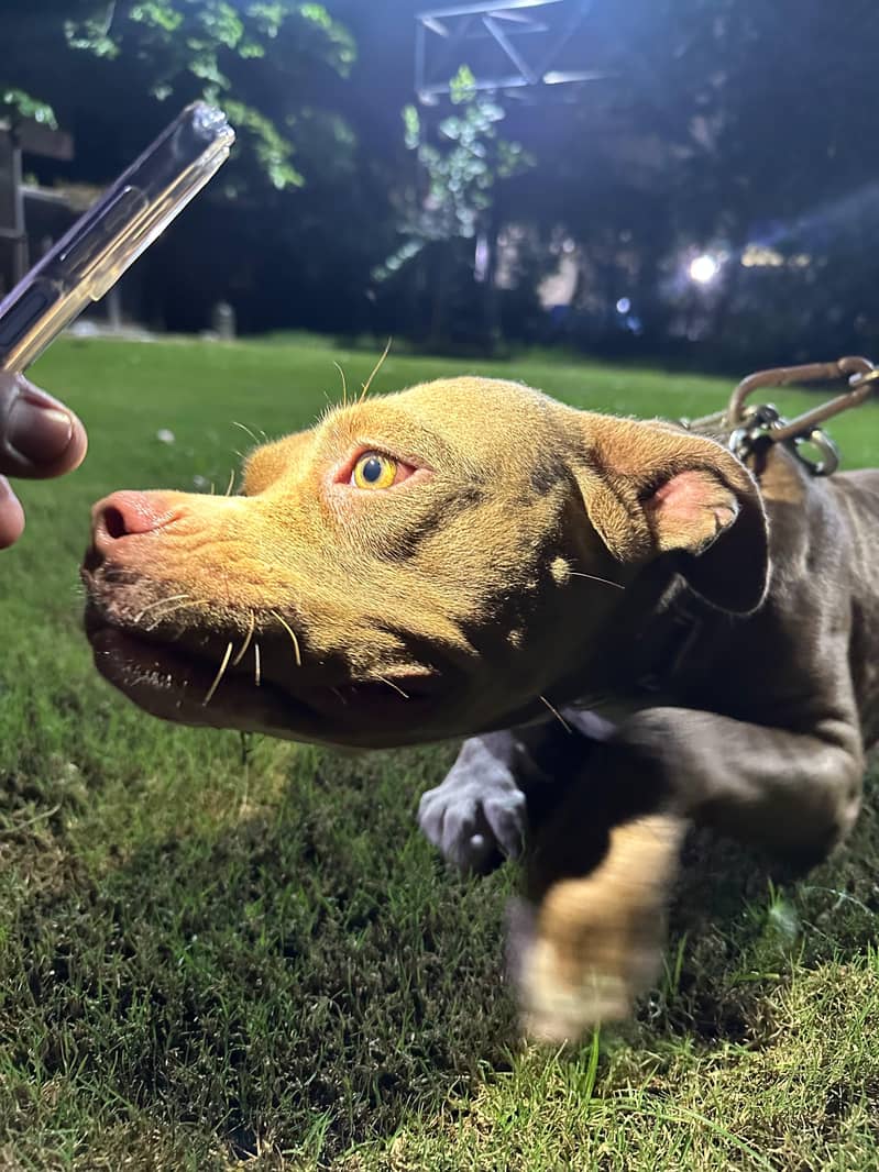 Pitbull 2 for sale 3