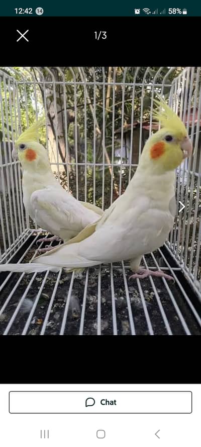 Cockteil