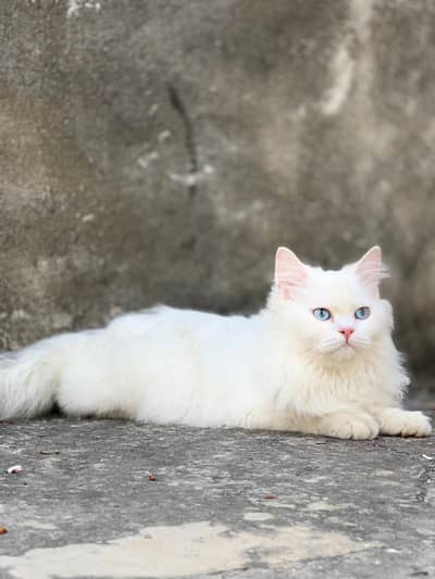`White Persian Male Cat 1 Year Old | Vaccinated | Blue Eyes - Lahore`