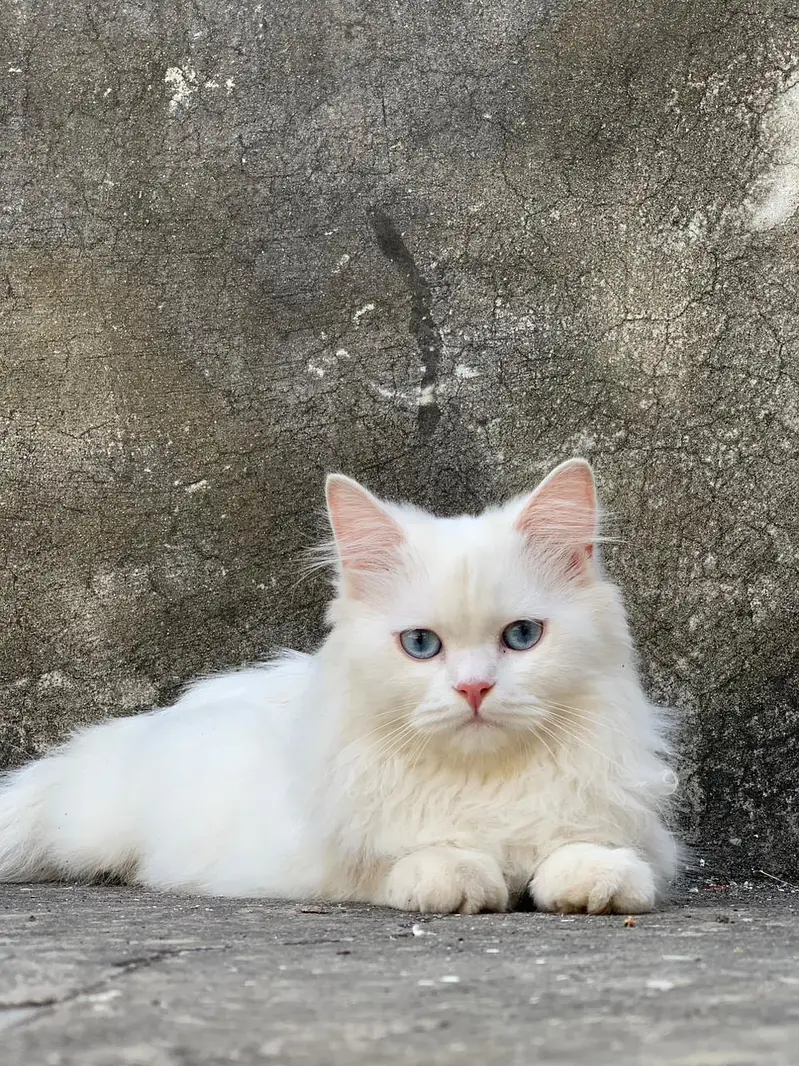 `White Persian Male Cat 1 Year Old | Vaccinated | Blue Eyes - Lahore` — photo 2