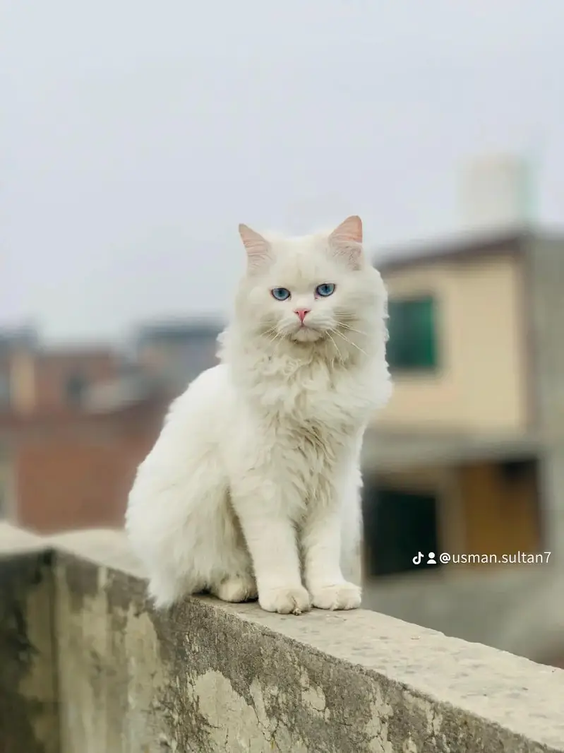 `White Persian Male Cat 1 Year Old | Vaccinated | Blue Eyes - Lahore` — photo 3
