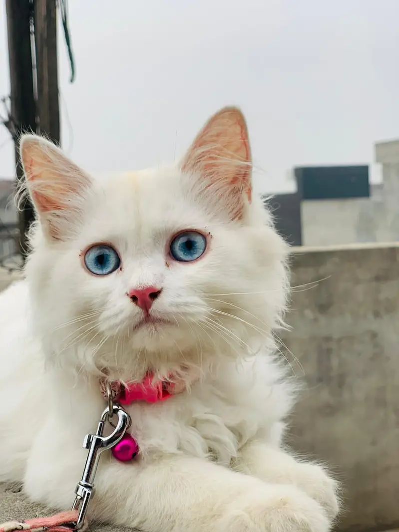 `White Persian Male Cat 1 Year Old | Vaccinated | Blue Eyes - Lahore` — photo 4