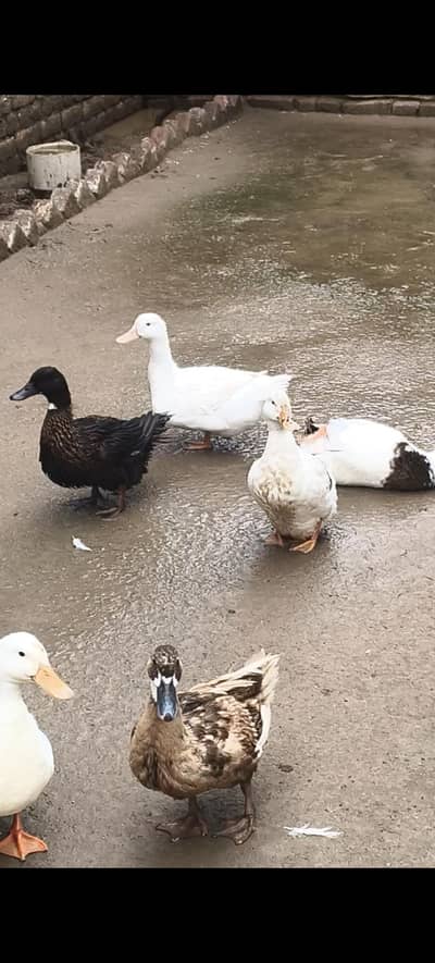 Ducks
