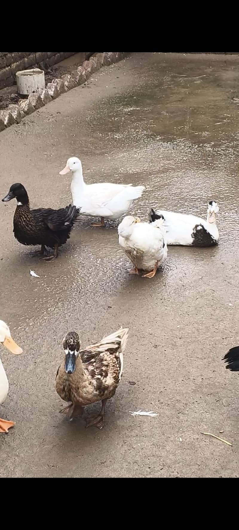 Ducks 1