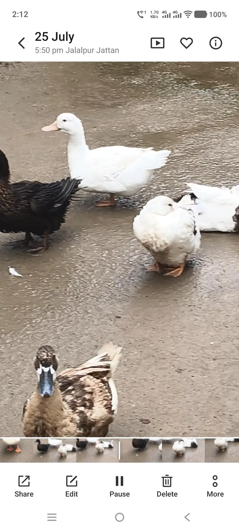 Ducks — photo 3