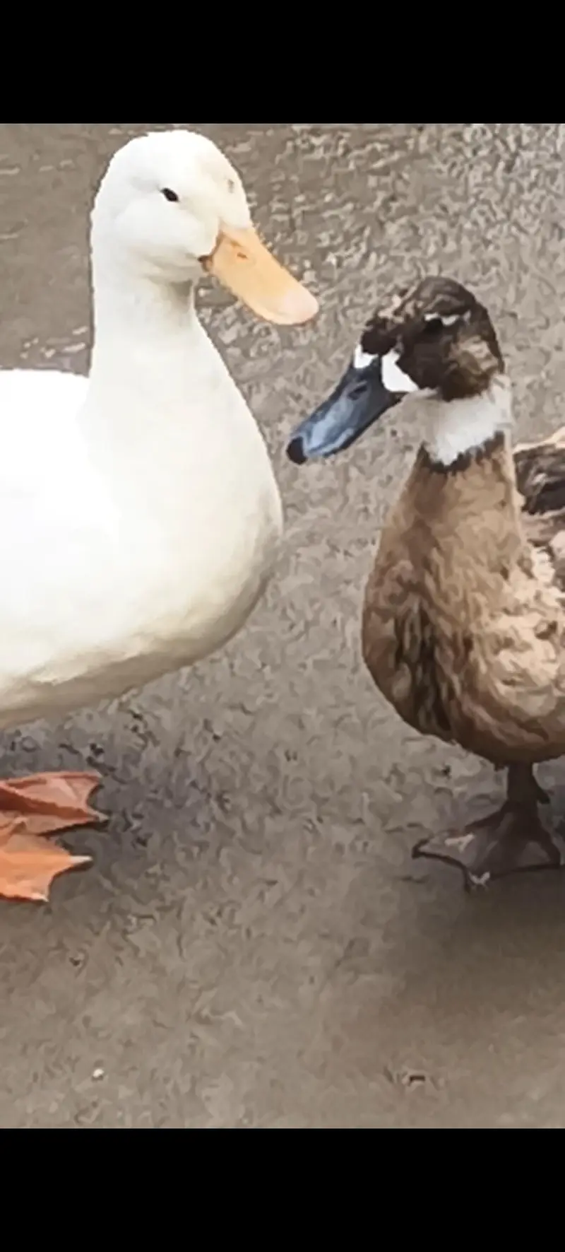 Ducks — photo 4