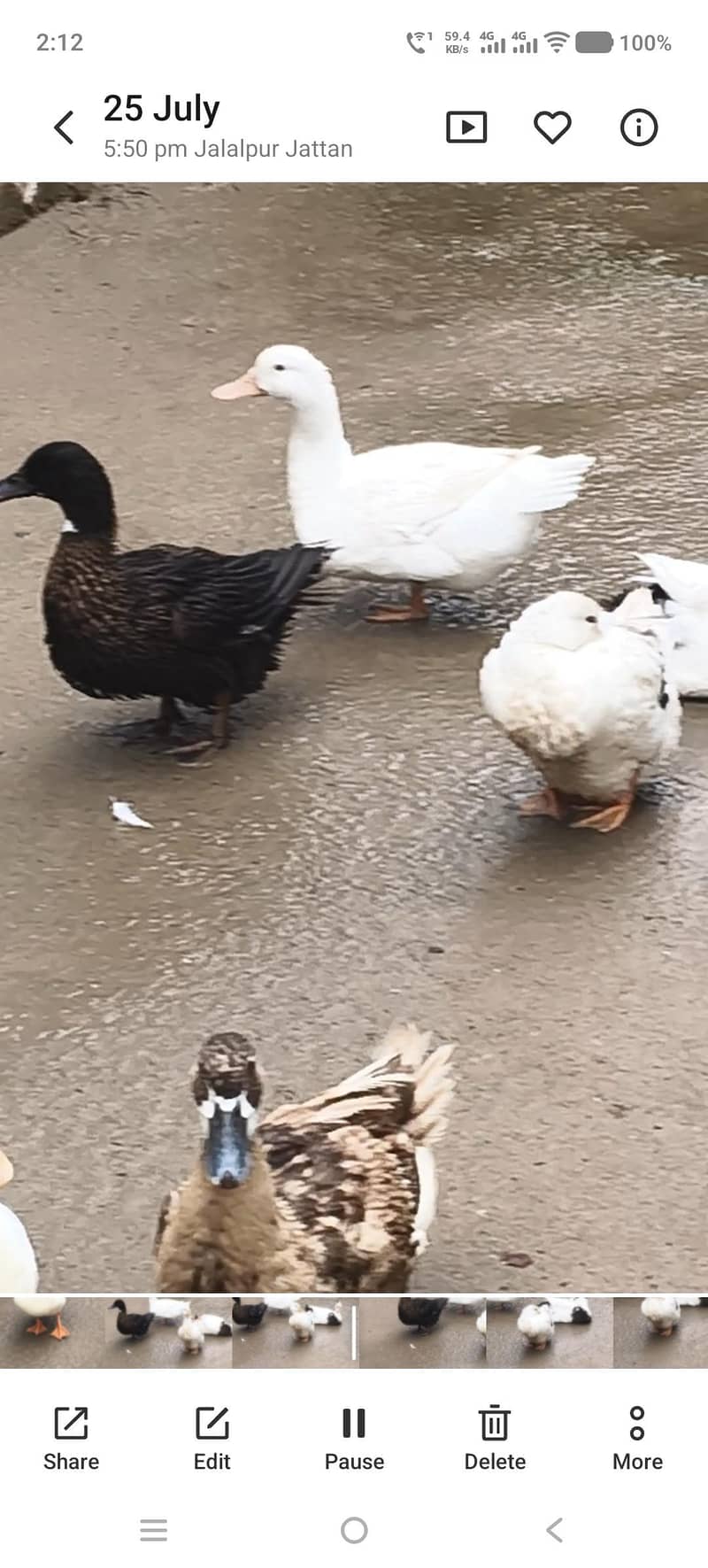 Ducks 4