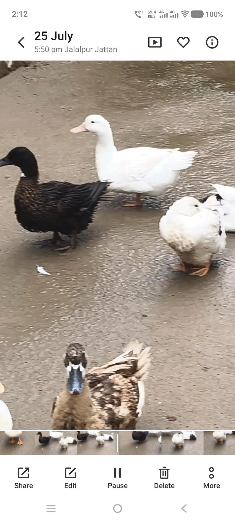 Ducks — photo 5