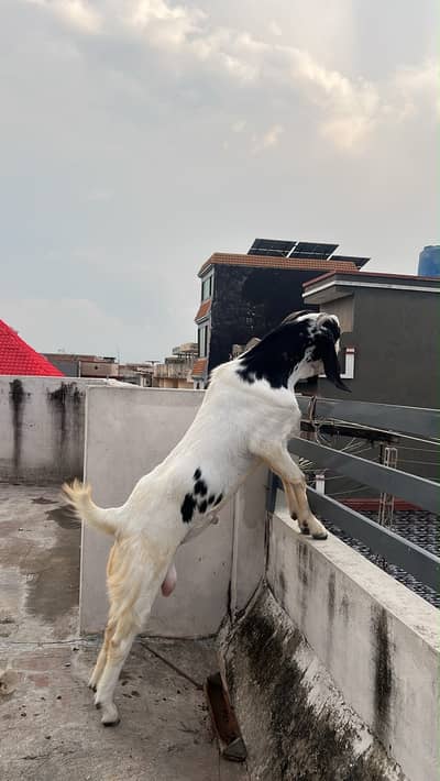 Desi Bakra fresh 2 dant