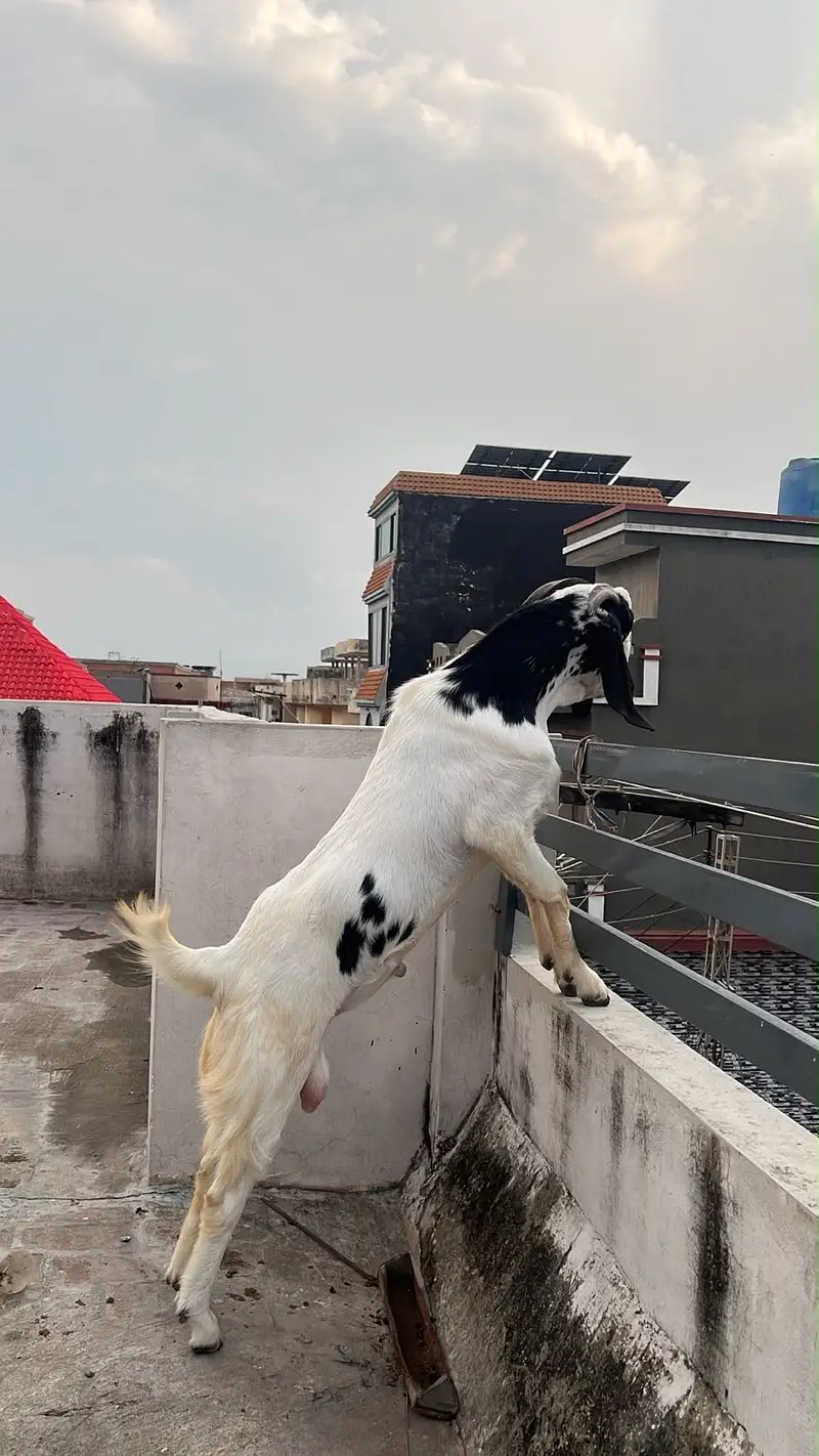 Desi Bakra fresh 2 dant