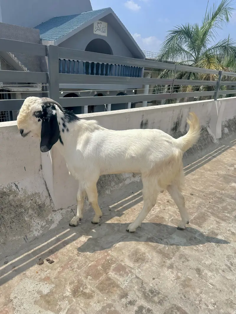 Desi Bakra fresh 2 dant — photo 2