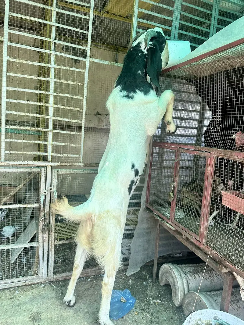 Desi Bakra fresh 2 dant — photo 3