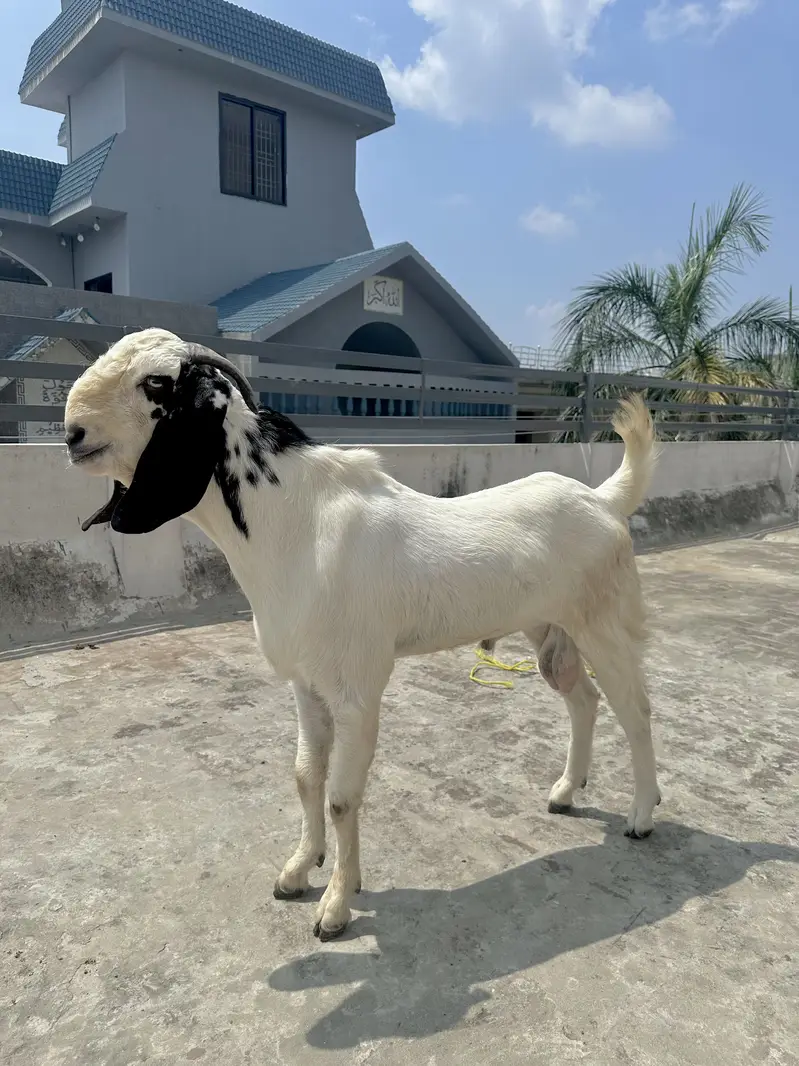 Desi Bakra fresh 2 dant — photo 4