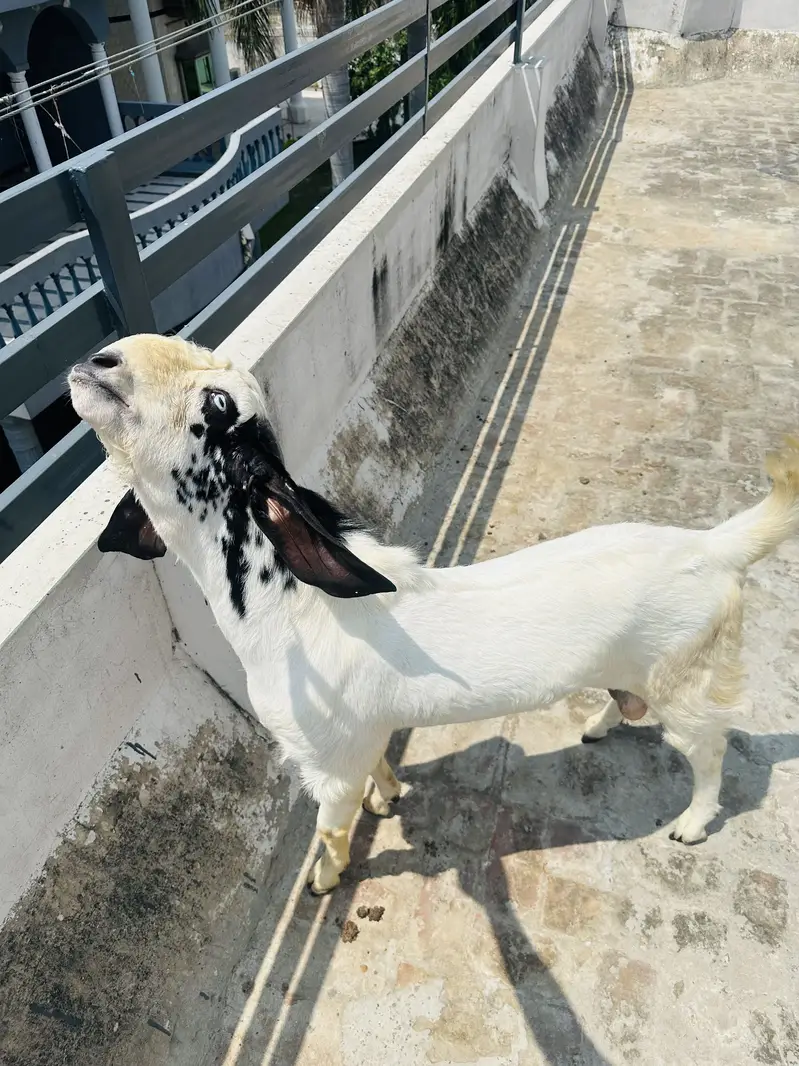 Desi Bakra fresh 2 dant — photo 5