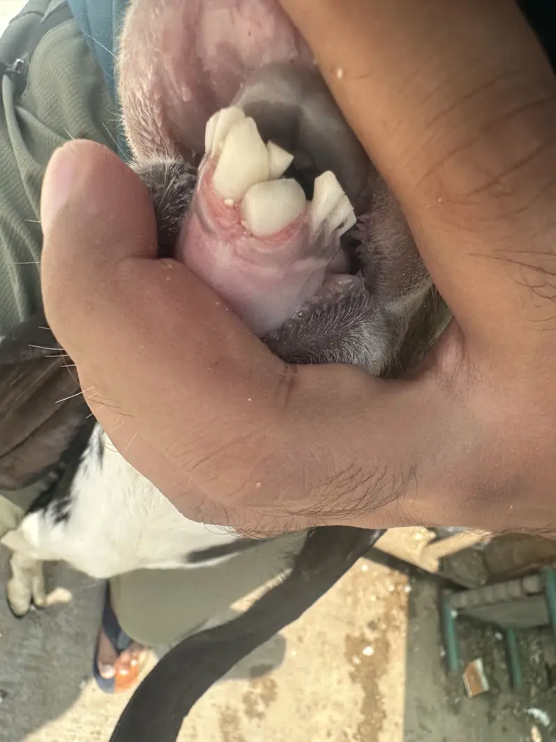 Desi Bakra fresh 2 dant — photo 6
