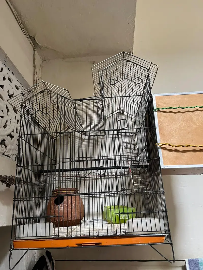 Bird Cage — photo 2