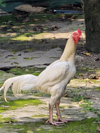 Pure white Shamo Male & Active Breeder Hen