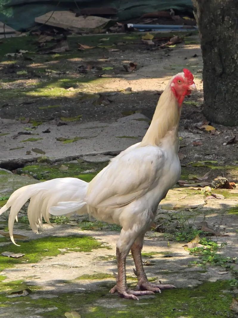 Pure white Shamo Male & Active Breeder Hen — photo 2