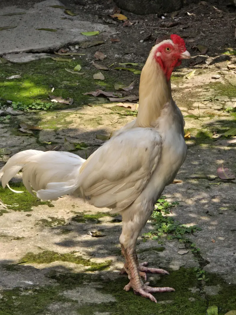 Pure white Shamo Male & Active Breeder Hen — photo 3