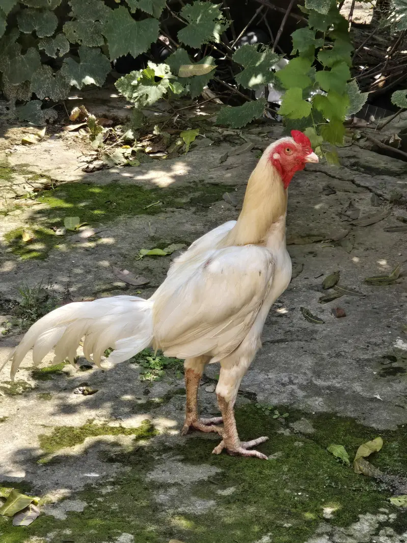 Pure white Shamo Male & Active Breeder Hen — photo 4