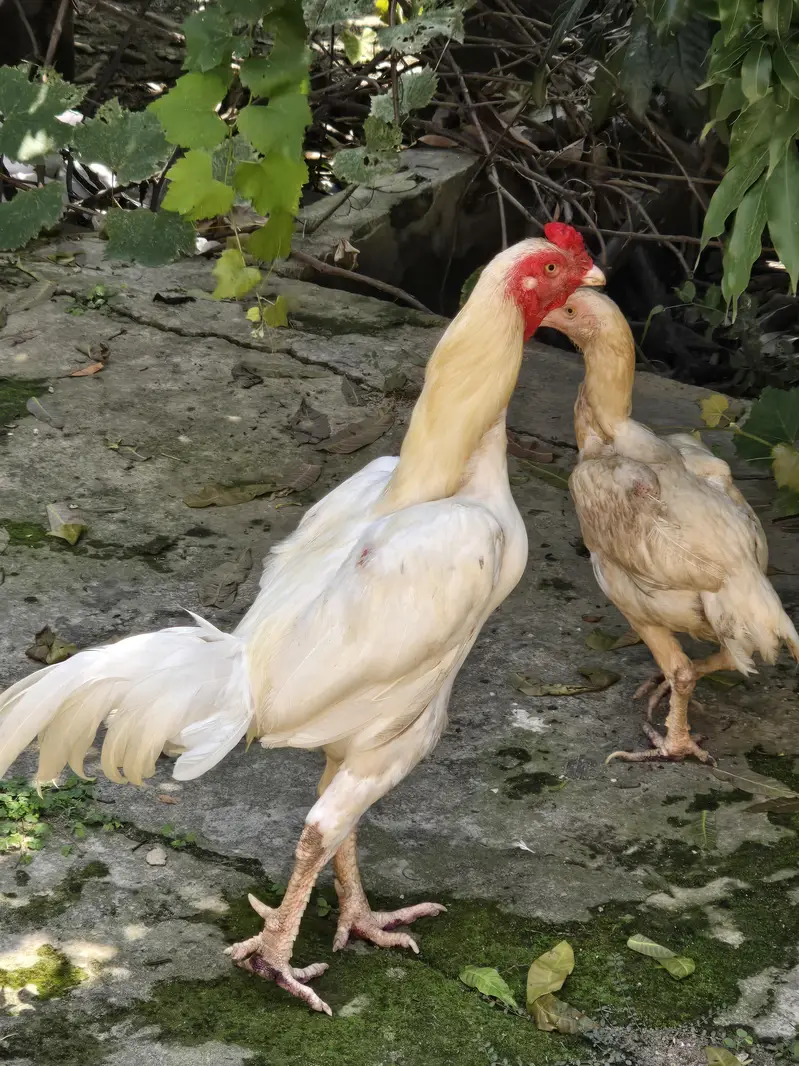 Pure white Shamo Male & Active Breeder Hen — photo 5