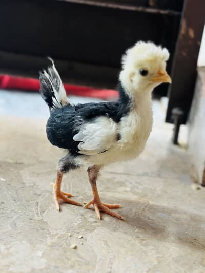 Polish ,lavender cochin bantam,silky,Aseel fancy chicks pair