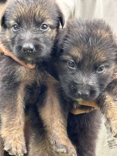 GSD Souble coat black mask Pups