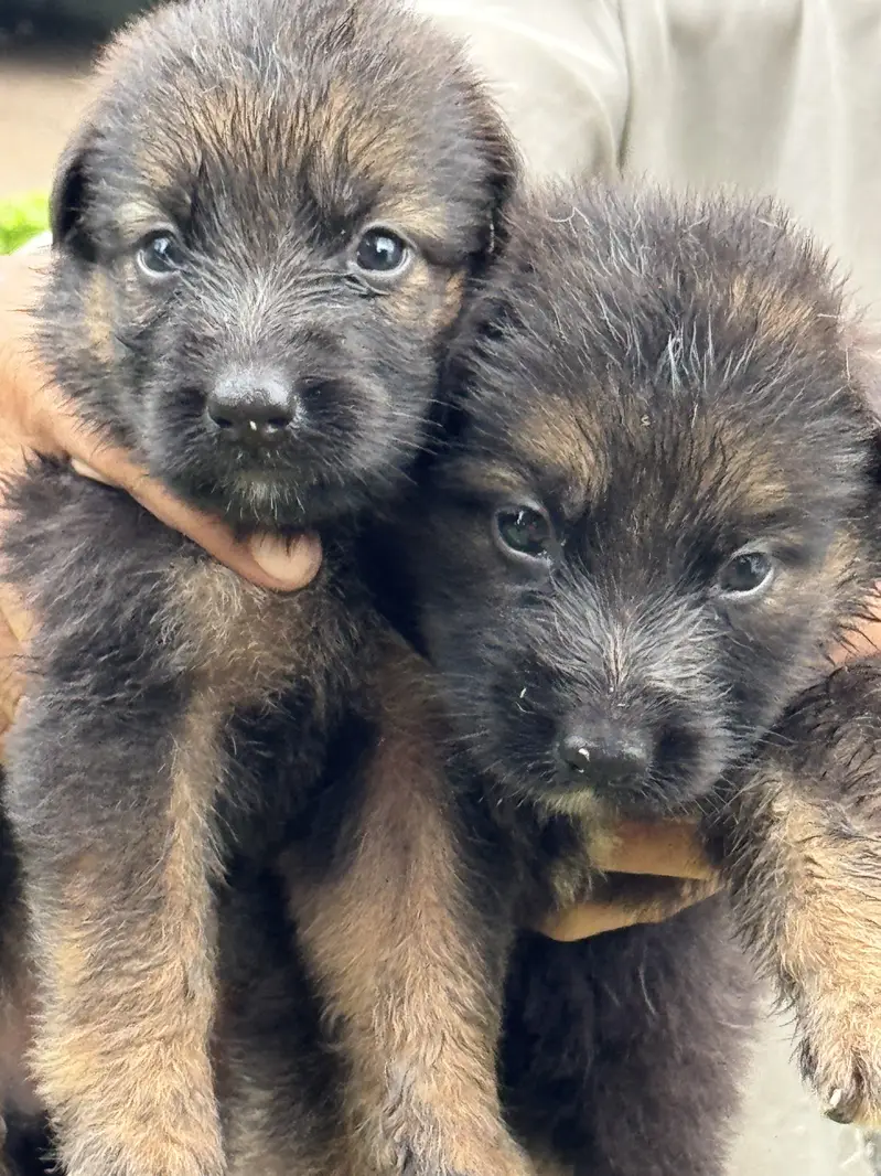 GSD Souble coat black mask Pups — photo 2