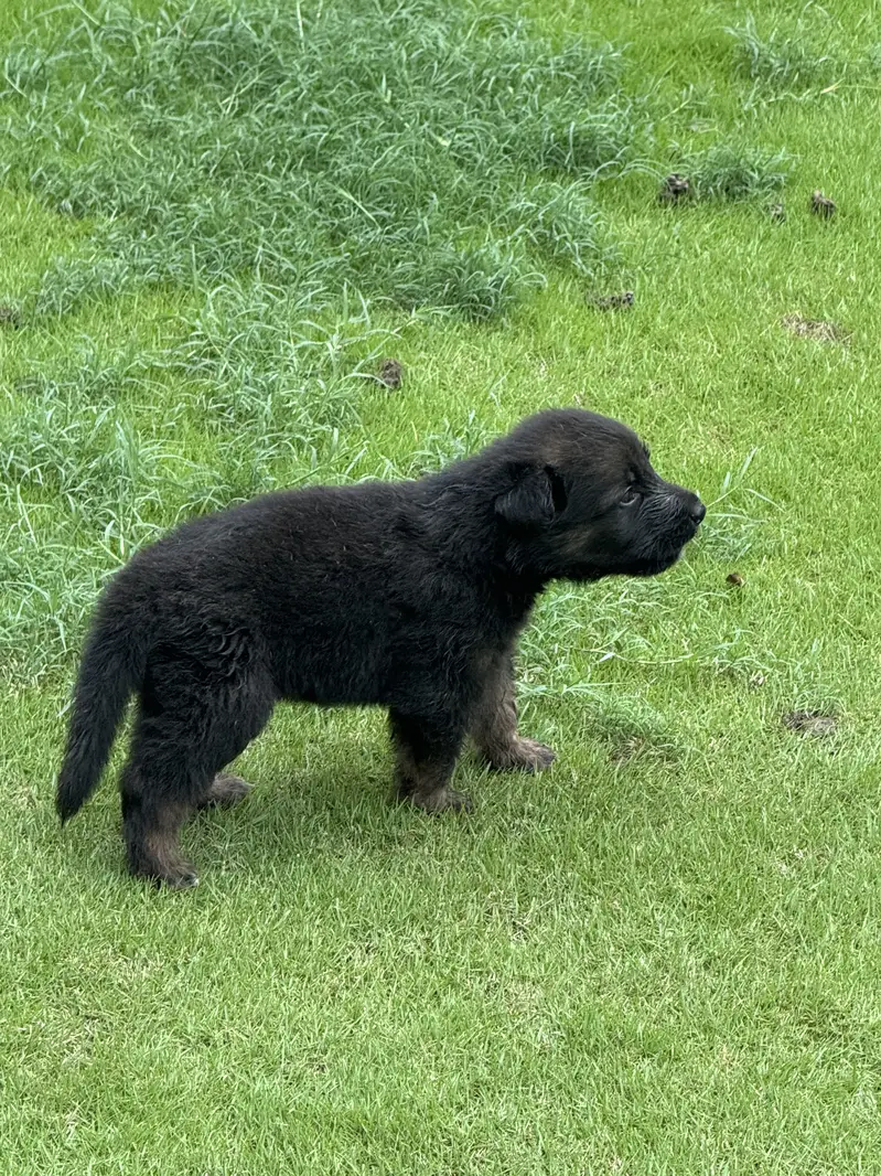 GSD Souble coat black mask Pups — photo 3