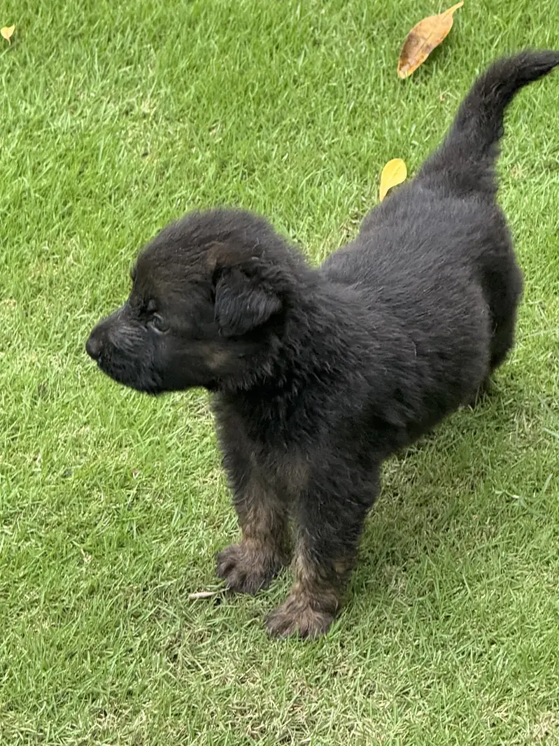 GSD Souble coat black mask Pups — photo 4