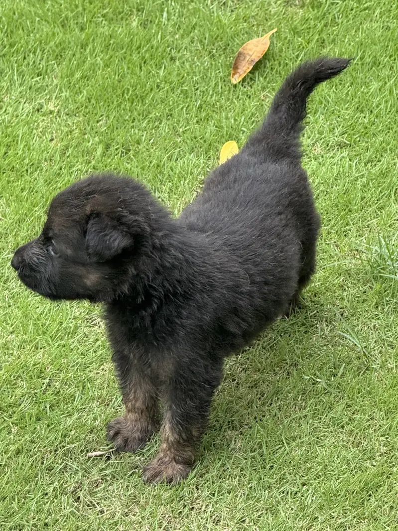 GSD Souble coat black mask Pups — photo 5