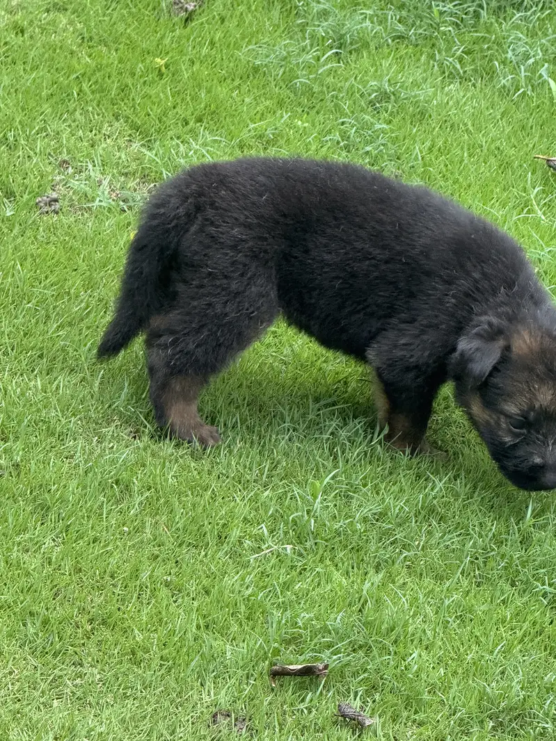 GSD Souble coat black mask Pups — photo 6