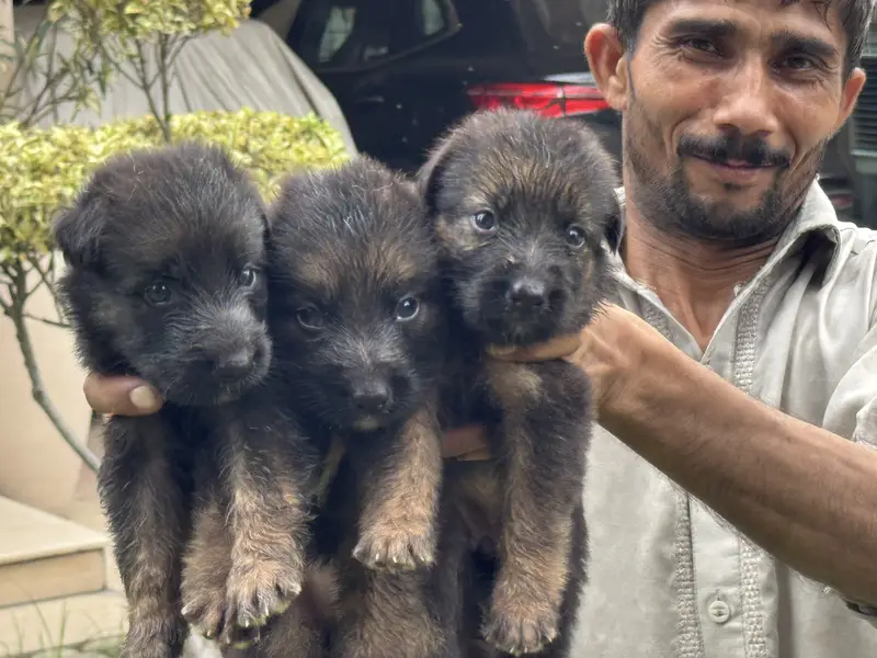 GSD Souble coat black mask Pups — photo 7