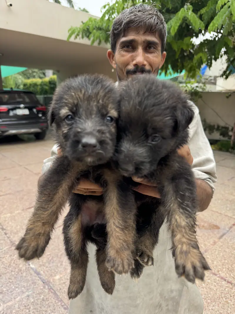 GSD Souble coat black mask Pups — photo 8