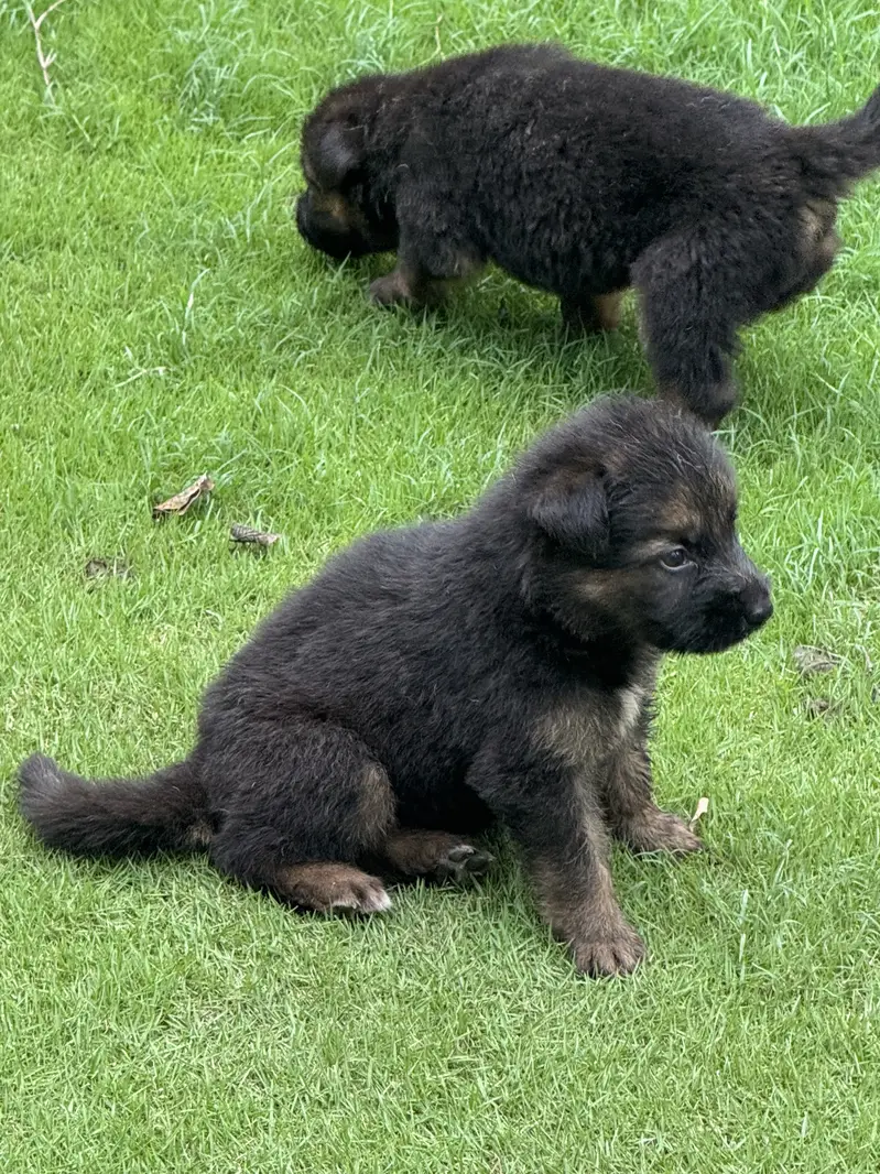 GSD Souble coat black mask Pups — photo 9
