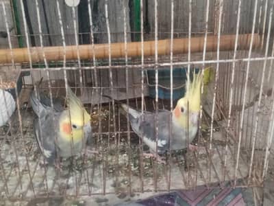 for sale